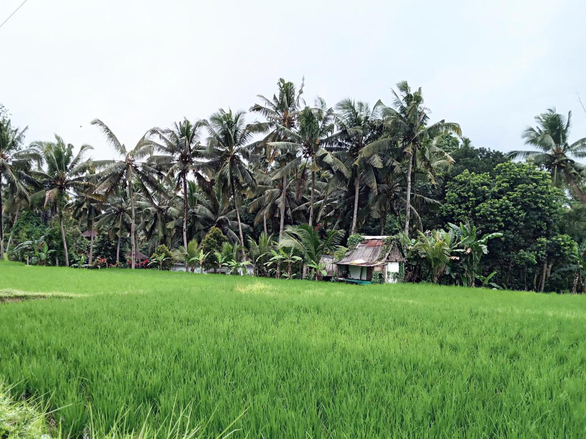 Mandala Blu Wellness Hotell Ubud Eksteriør bilde